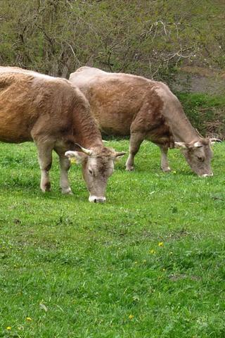 Cows in Andorra Cows in Andorra
