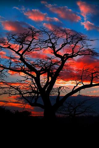 Tree at Sunset, Angola Tree at Sunset, Angola