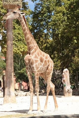 Giraffe in Angola Zoo Giraffe in Angola Zoo