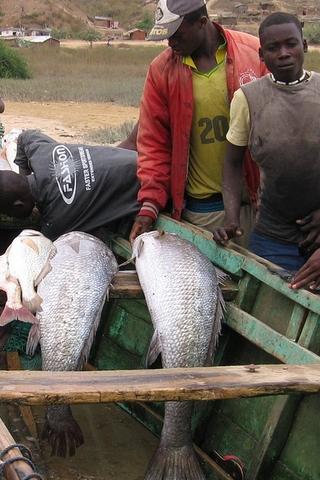 Men with Fish, Angola Men with Fish, Angola