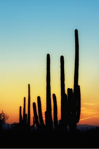 Cactus Plants, Arizona Cactus Plants, Arizona