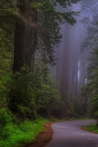 Redwood Trees, California