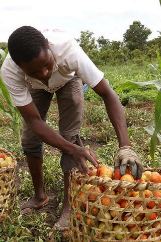 Farming, Central African Republic