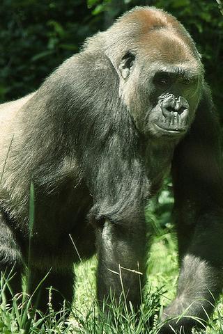 Lowland Gorilla, Central African Republic