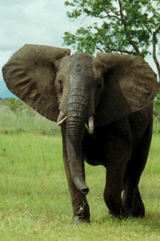 Bush Elephant