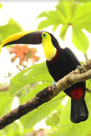 Toucan, Costa Rica 