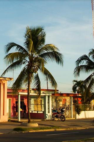 Palm Trees, Cuba