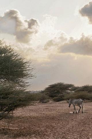 Zebra, Djibouti 