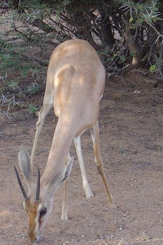 Gazelle, Djibouti 