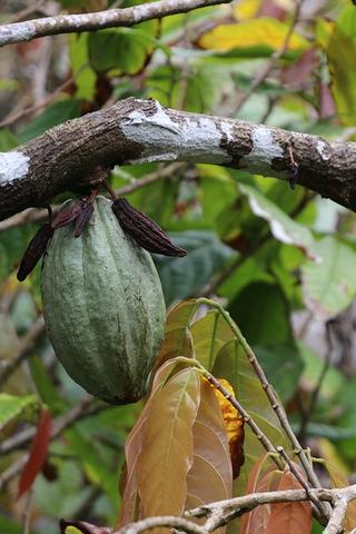 Cocoa Plant, Dominica