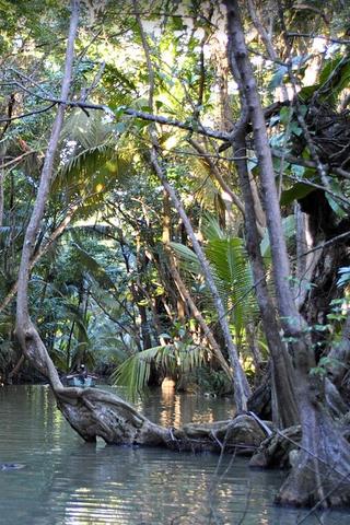 Rainforest, Dominica