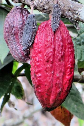 Guyayaquil Pods (cocoa), Ecuador