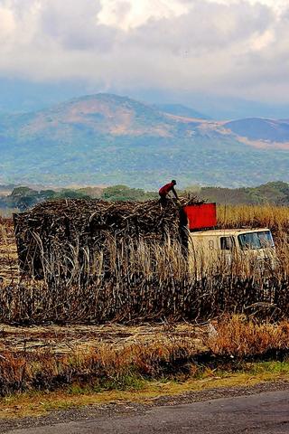 Sugar Cane Harvest, El Salvador