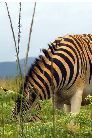 Zebra Eating, Eswatini, (Swaziland)