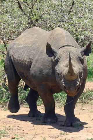 Black Rhino, Eswatini (Swaziland)