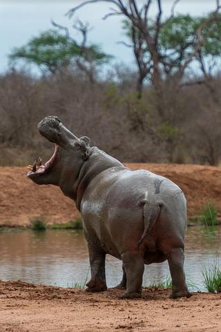 Hippo, Eswatini (Swaziland) 