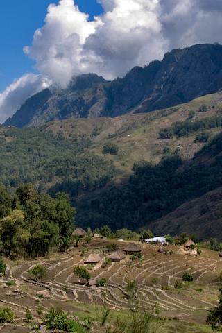 Coffee Plantation, East Timor