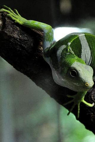 Iguana, Fiji 