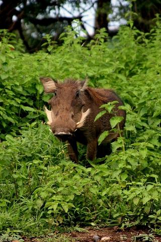 Mole National Park, Ghana 