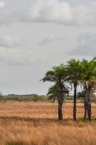 Landscape, Guinea Bissau