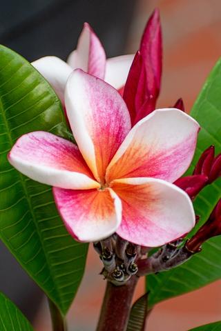 Plumeria Flower, Hawaii
