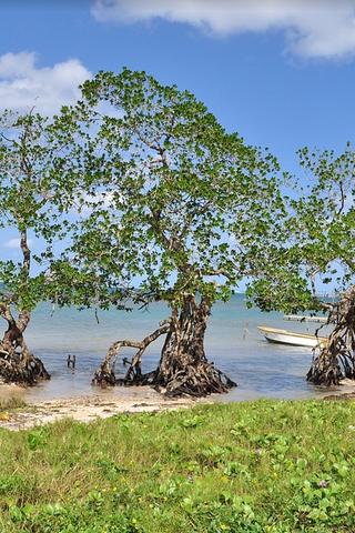 Trees in Water, Honduras