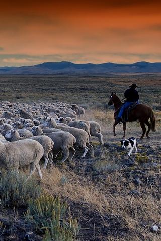 Sheep Farming, Idaho (USA) 