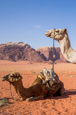 Camels, Jordan