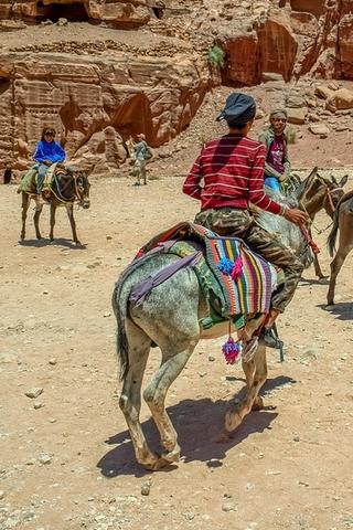 Donkeys for Transport, Jordan
