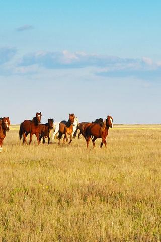Horses, Kazakhstan #philrickphotos Horses, Kazakhstan