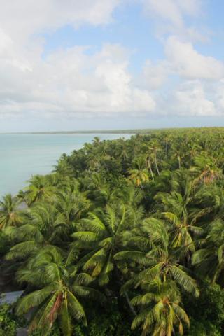 Palm Trees Abaiang, Kiribati #philrickphotos Palm Trees Abaiang, Kiribati