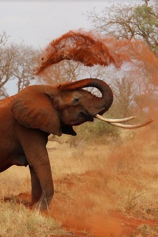 Elephant, Kenya