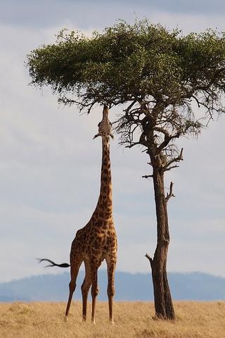 Giraffe, Kenya