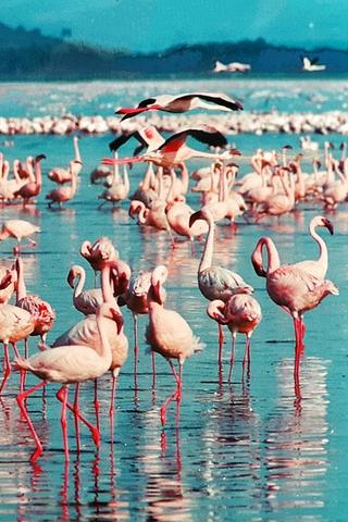Pink Flamingo, Kenya 
