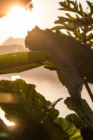 Jungle Leaves, Laos