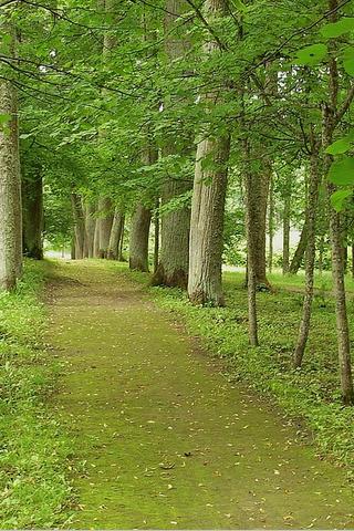 Forest Trail, Latvia