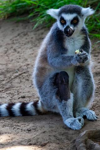Ring Tailed Lemur, Madagascar