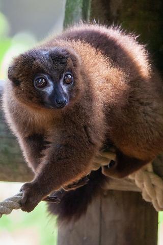 Red-bellied Lemur, Madagascar 