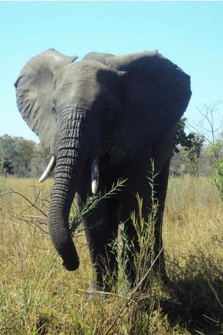 Elephant, Malawi